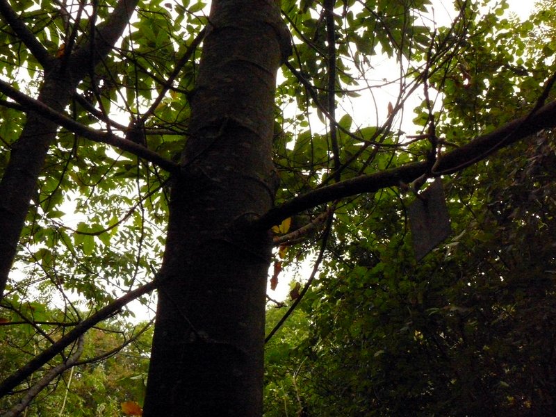 Beau chataignier = médaille